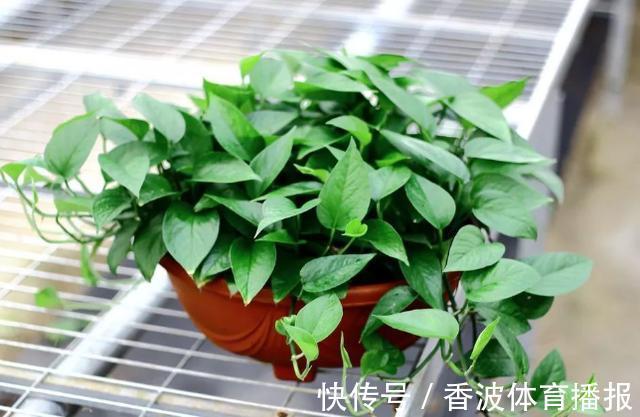 朱顶红|这些“老话”通俗易懂,能叫养花人少走弯路