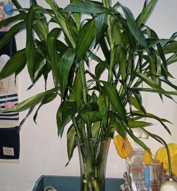 张姨家的富贵竹，养了3年了，竟然开花了，花香很浓，真是少见