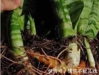 盆栽|什么阿司匹林、维生素都不如“1块它”,掰碎扔盆里,壮根挤破盆