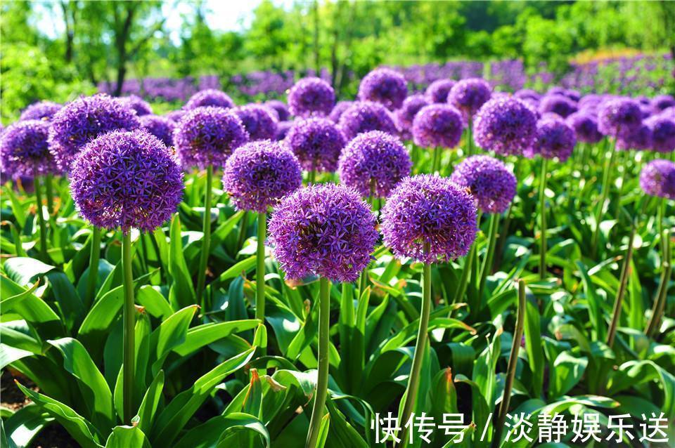 花朵最大的球根花卉,花似大绣球,花期长,养护简单,值得入手!