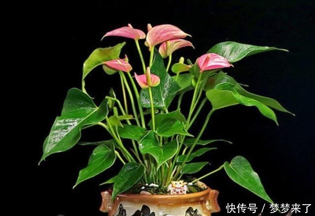 养花|和别人养同样的花,为何差距那么大?关键5点要了解,要有针对性