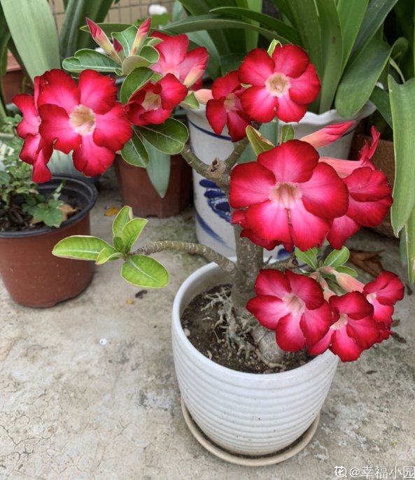 砂质土|沙漠般的天气还想养玫瑰？不用咋养，沙漠玫瑰就能怒放