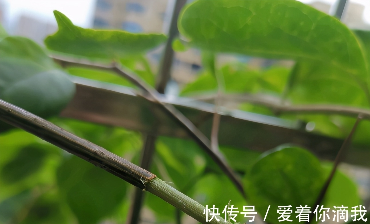 养花技术活:怎么“高压”扦插育苗,让枝干长出根须?