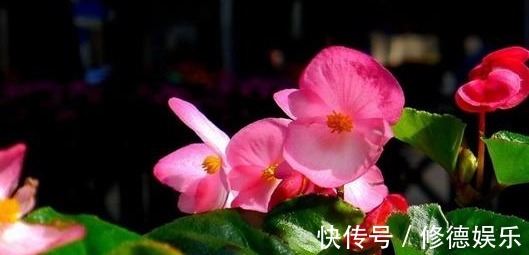 四季海棠|养花是一种生活乐趣,5种易开花的花卉,一年四季花开不断!