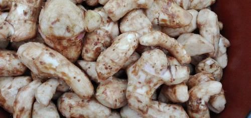 加工|亩产可达万斤,常用来提炼味精,炖鸡吃还可安神,现在很少见了