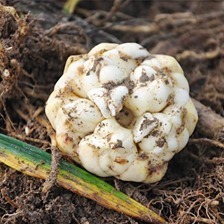 肝脏|进入夏天,用绿豆煮粥,竟然还有这些效果!