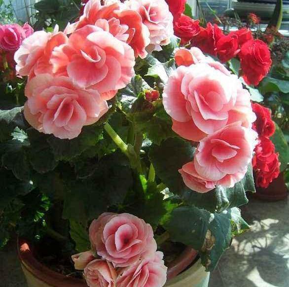 比月季还好看，比茉莉花期长，养盆丽格海棠，一年开花300天