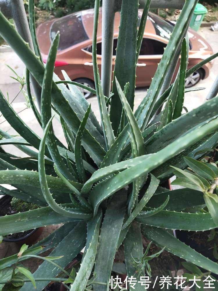 芦荟|家里养盆芦荟，净化空气效果好，还有好多用处