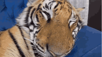 |搞笑GIF趣图:点个眼药水也疼,你骗谁呢