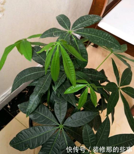 植株|发财树盆栽长得慢?调控好这4点,侧芽新枝呼呼窜
