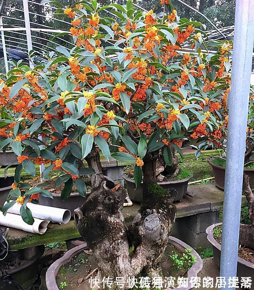 果树|3种“养人树”,漂亮有香味,能吃能观赏,建议至少养一种