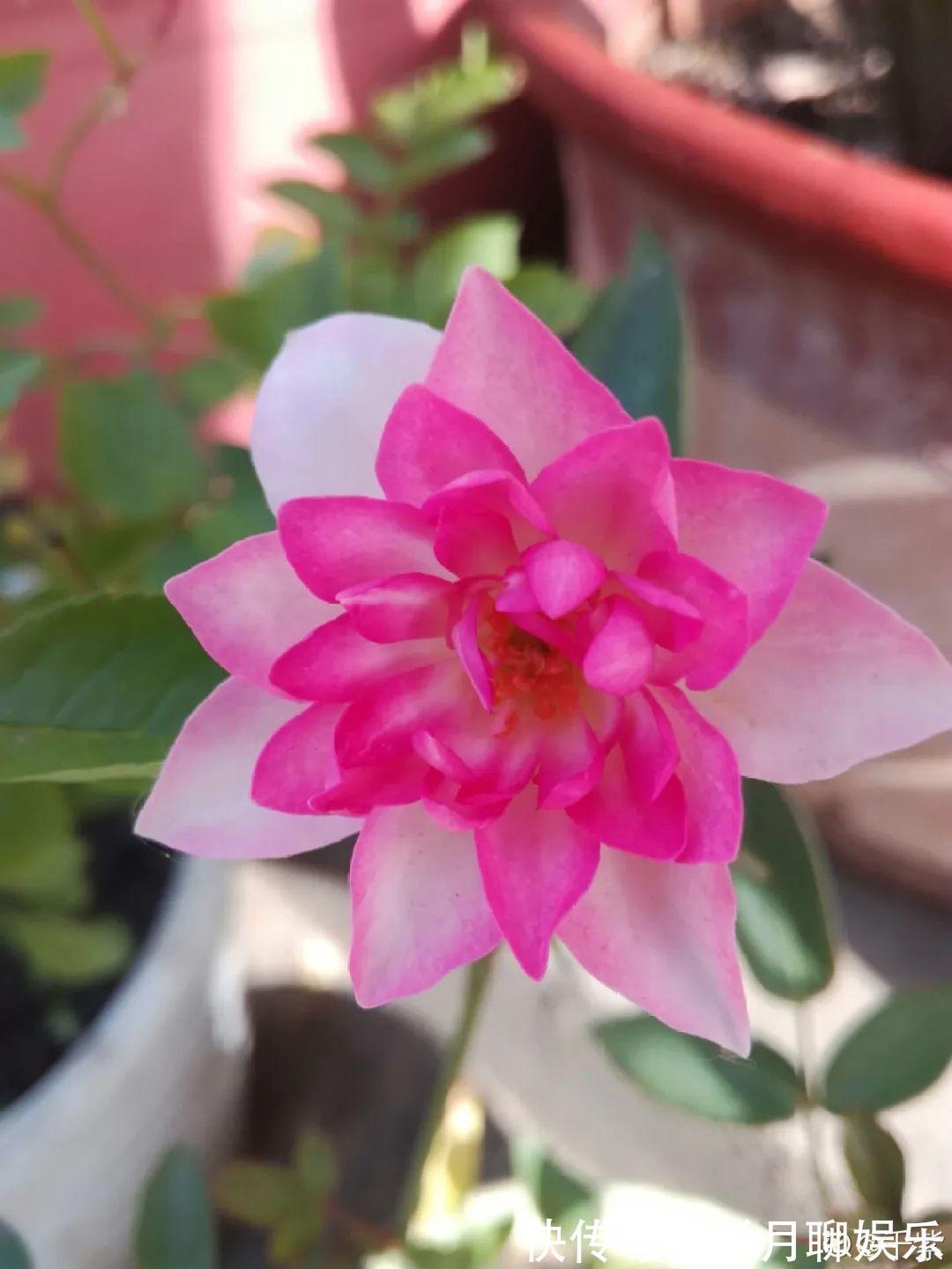 昙花|大爷家荷花种在花盆里,1次开花20朵,比巴掌还大!