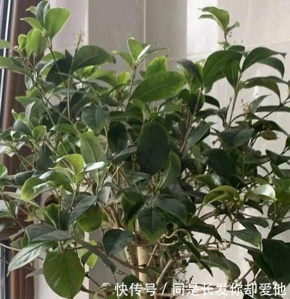 桂花结果子，“活久见”，邻居家养的桂花，结了很多小绿果子