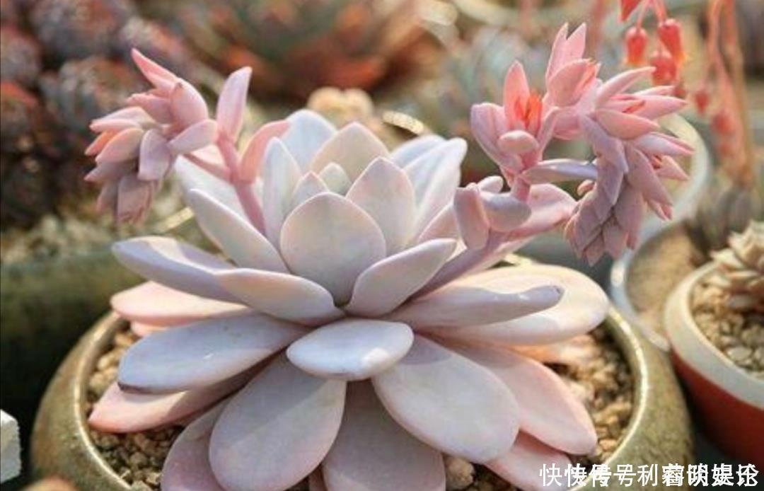 天暖和了，把多肉搬出来晒晒太阳，叶色绚丽多姿，观赏性强