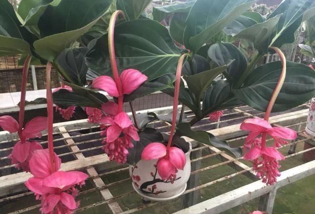 10种过年养的花，花市找不到，谁见了都稀罕