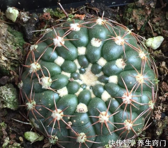 适合“懒人”养的5种花,耐阴又耐旱,扔在客厅1个月,依旧旺盛!