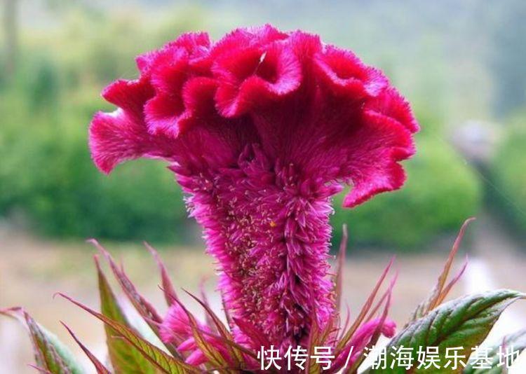 光照|家养“3种花”，旺宅、招财好兆头，增福、旺财长势好，家中必备