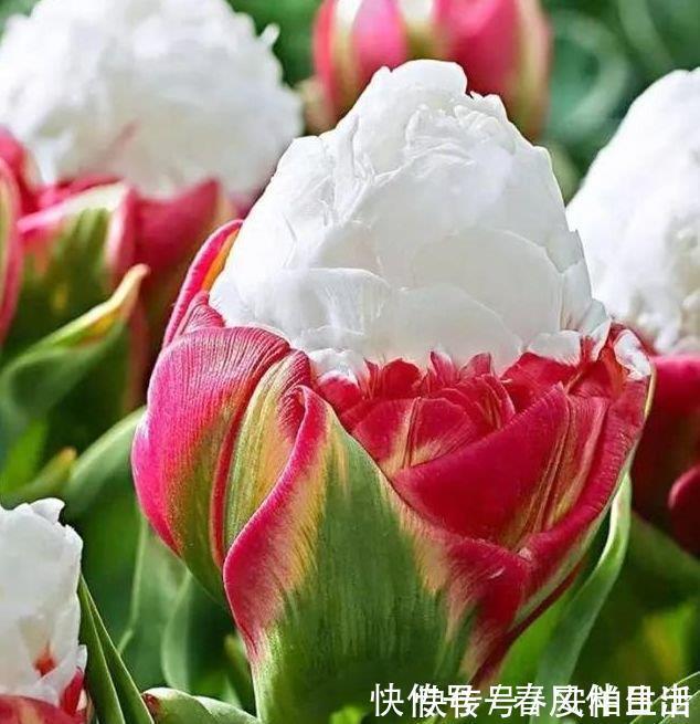 4款艳美的花卉,旺家好兆头,开花还多,越养越喜欢!