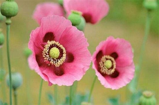 世界上十大最妖娆最毒的花,你喜欢的花在其中吗?