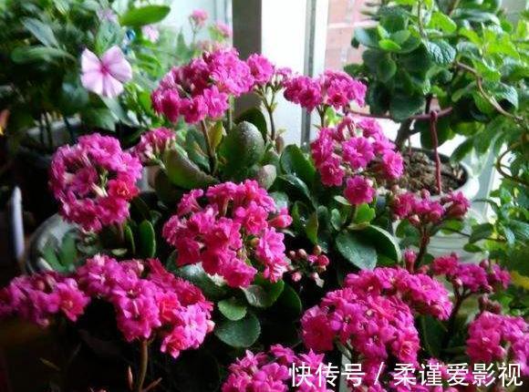 植株|冬日长寿花开完花后，马上动手做4件事，10天就能迎来下一波花