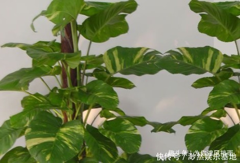 这三种花号称家里的灾星,影响身体健康,懂花人都躲的远远的