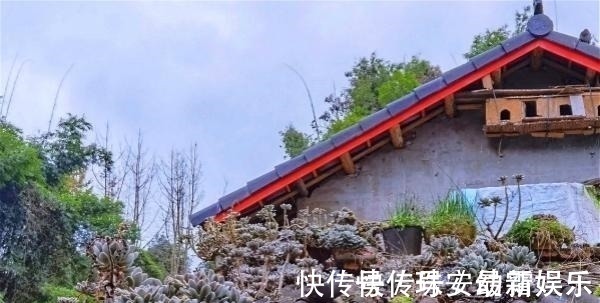 宝石花|这里的多肉不要钱,长在房顶瓦缝里,还是漂亮大老桩