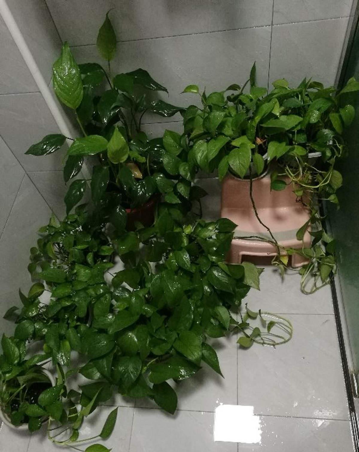 5种花都说不吉利,我却养了一大盆,每年开花都美翻了