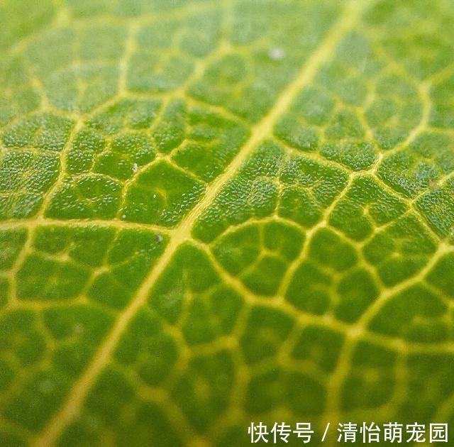oppo|微观世界有多神奇？在肉眼不可见的景色里，竟然藏着另一个春天