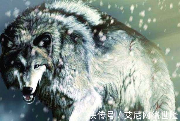 这部书|《狼图腾》看似写狼,其实背后折射的生态和历史才是这部书的精髓