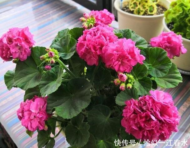 阳台|有阳台必养花,几种花很适合,花开美丽花期长,争着开花让你赏