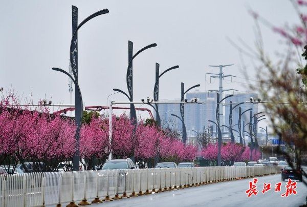 雨中红梅艳，环湖路上红腰带