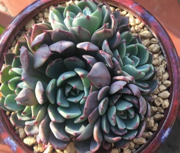 多肉植物移盆的2种方法，全方位解析哪种会更好，让多肉又肥又壮