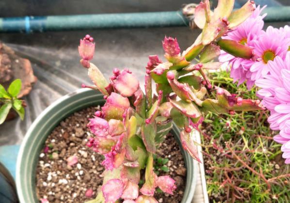 冬季养殖蟹爪兰要注意这几点,稍有不慎就会花苞枯萎,叶片化水