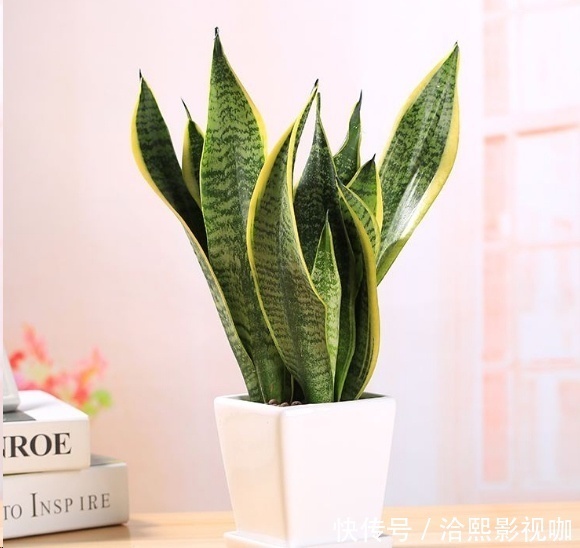 几种花最适合懒人养,勤快人养不过三个月就死!