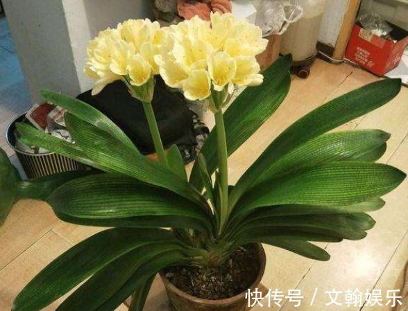 为什么盆栽君子兰长势不佳找准这3方面原因,叶片突突长不停