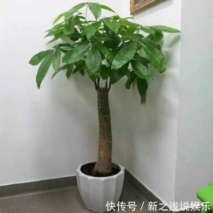 富贵竹|建议爱花人：4种花，加起来不超百元，却有好寓意