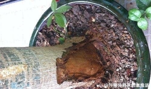 水分|给发财树浇水,记两关键,十年不烂根,叶片油亮亮,越来越旺盛!