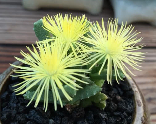 多肉芳香波怎么养教你3个小妙招,养出翠绿幽香的芳香波