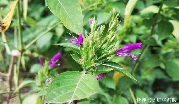 止血|農(nóng)村一種能凈化空氣的野草,花朵美如蝴蝶,還有止血的作用