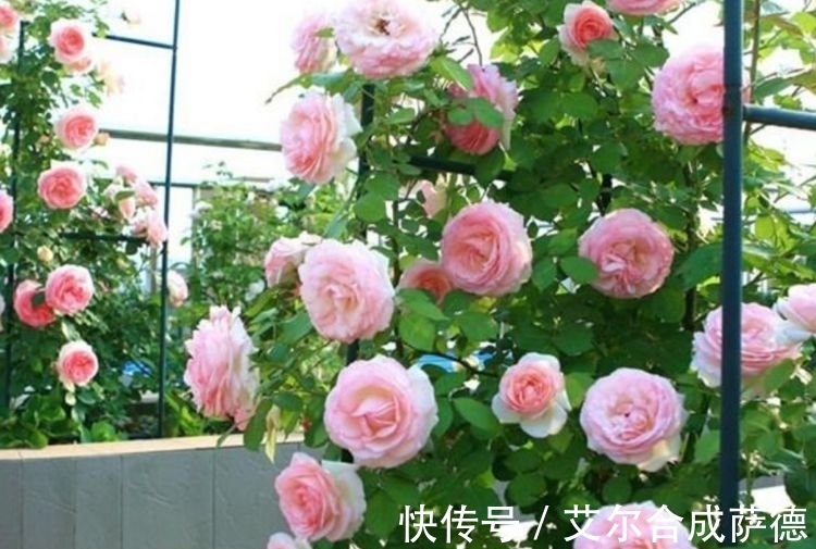 4种花全年都开花,养在阳台特合适,浇水就疯长,开花爆盆很容易