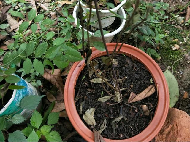 雨水|10种不能淋雨的花，淋完雨就死，盆栽养花注意事项