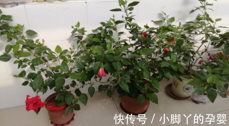 气温转凉后,顺应季节变化做出这些调整,盆栽才不会黄叶掉叶