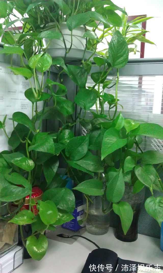 只需简单一招,绿萝吊兰疯长不停,长出1米很随意