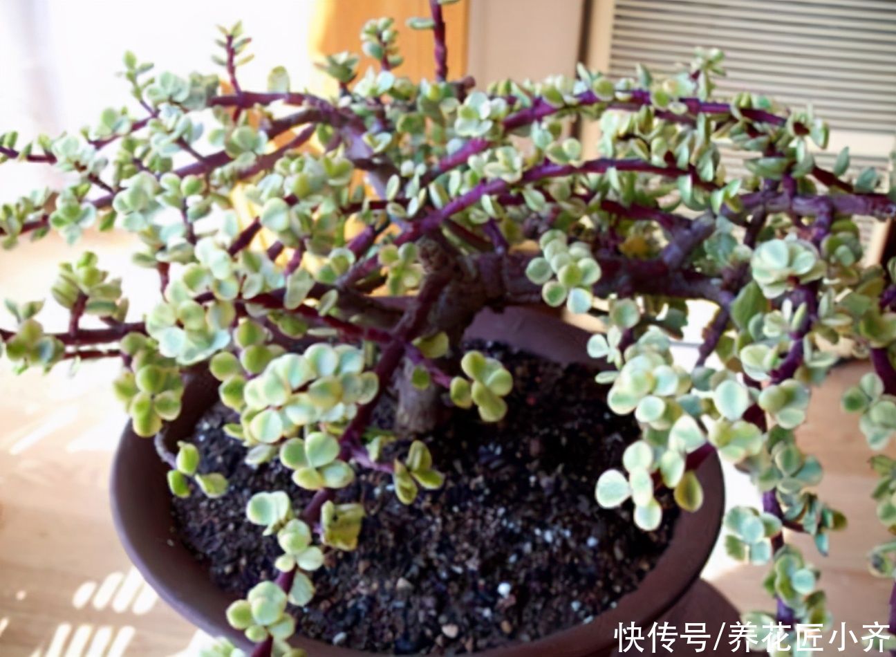 雅乐之舞养不活?先要排除1点,做好“三不缺”,养好其实很简单