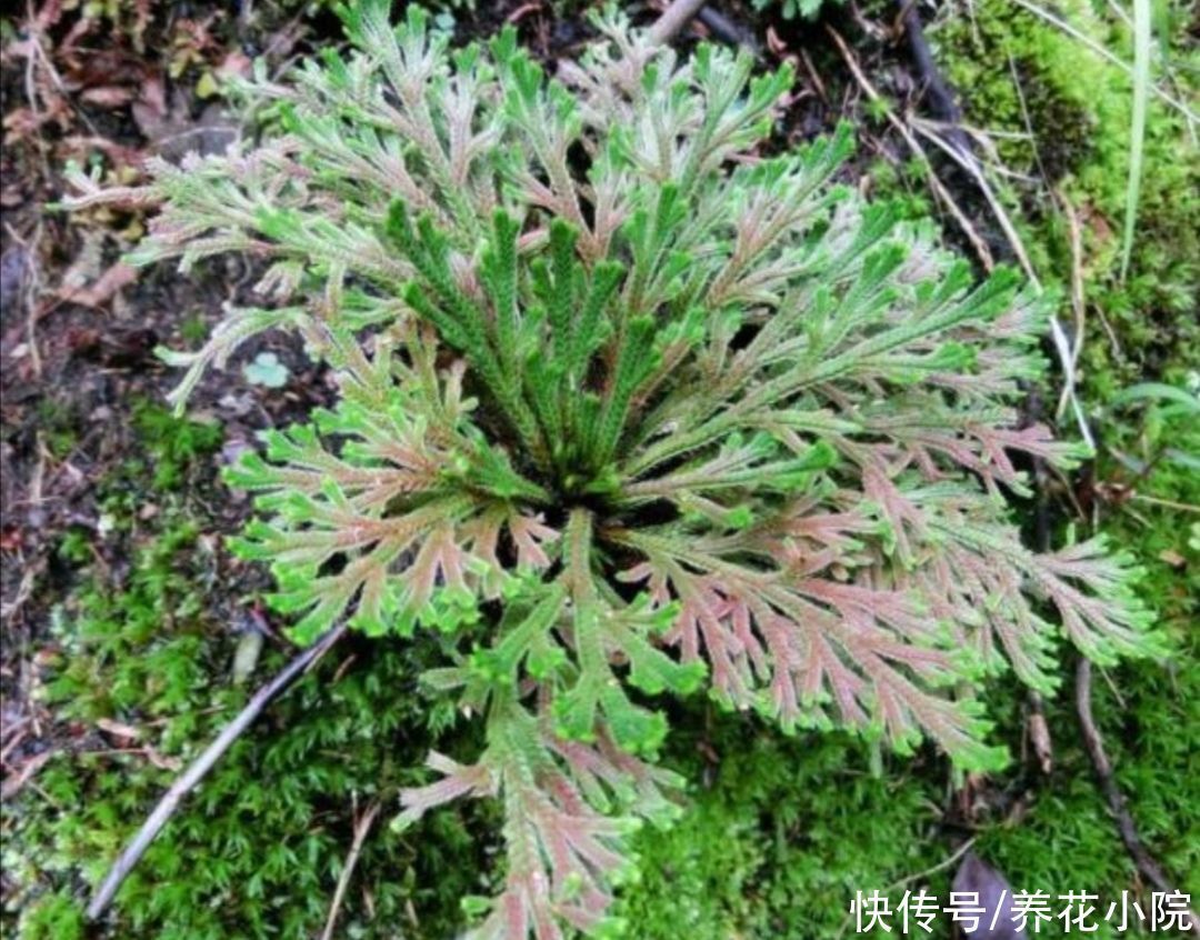 精致|3种普通的“小草”，也能养成美观小盆景，精致小巧生机盎然