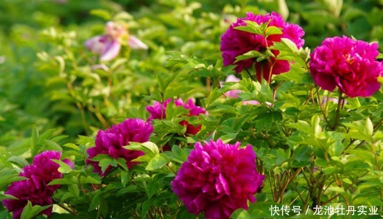 牡丹文化|牡丹产业花开富贵,看龙池牡丹如何助农增收