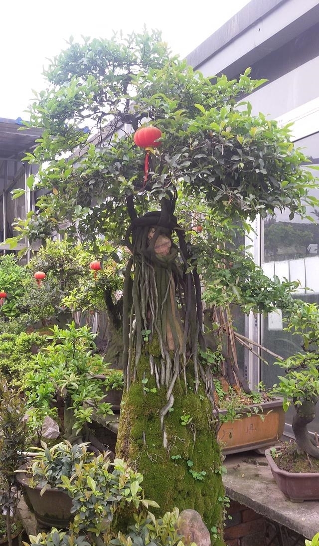 不要在养马齿苋树、玉树了,这种植物山上挖一棵,养成老桩巨值钱