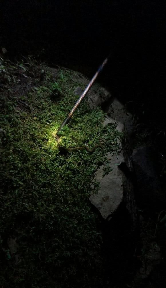 夜钓|打死一条来一条,男子夜钓连打五条大蛇,网友太残忍