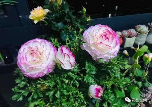 最美“芹菜花”,土里埋两个爪子,3日爆芽,养着养着就开满盆!