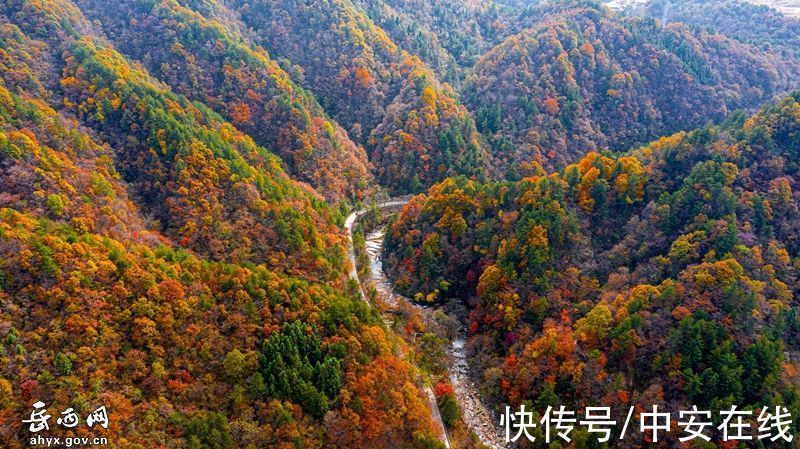 大别山|“岳西红”，大别山迎来绝美秋景